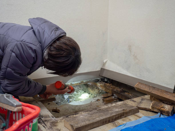 Best Dehumidification Services  in Barbourmeade, KY