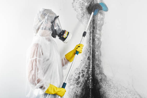 Best Mold Odor Removal Services  in Barbourmeade, KY
